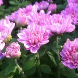 2 LIVE PLANTs HARDY MUMS URSULA LAVENDER 4" Growing Pot Ships NO POT…